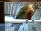 Adopt AIKO a Conure bird in Murray UT (15378115)
