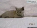 British Shorthair Kittens