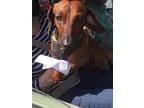 Adopt BRUNO a RedGoldenOrangeCh estnut Dachshund  Mixed dog in L