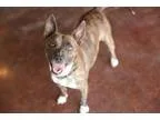 Adopt January a Bull Terrier Labrador Retriever