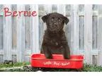 Adopt Webster a RedGoldenOrangeCh estnut Labrador Retriever  She