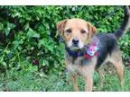 Adopt Tessa NJ a Welsh Terrier