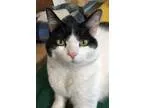 Adopt Kinsler a Black and White or Tuxedo Domestic Shorthair (sh