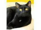 Adopt Jasper Adopted a Domestic Short Hair-black