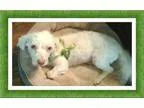 Sydney - Female Flat-Coated Retriever Mix