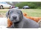 Adopt Amo-pending a GraySilverSalt and Pepper - with White Shelt