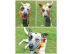 Adopt Rosco a White - with Brown or Chocolate Australian Cattle 