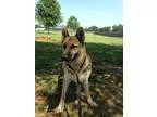 Adopt Kiesha a German Shepherd Dog