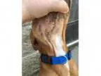 Adopt Rusty Roo-Experienced nurse or Foster Needed a Pit Bull Te