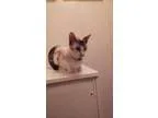 Adopt Rehoming Snowball a Siamese
