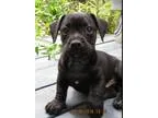 Adopt Mochi a Black Dachshund  Beagle  Mixed dog in Houston TX (