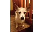 Adopt YoYo a Jack Russell Terrier  Mixed dog in Cincinnati OH (1