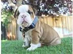 Dcg male and female English Bulldog puppies for Sale