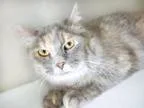 Adopt Celia - Front Office a Domestic Long Hair