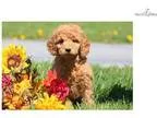 Twinkle - F1b Mini Goldendoodle Female