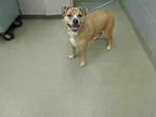 Adopt SANDY-volunteer fave a Labrador Retriever