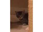 Adopt JJ-Pending Medical a Domestic Short Hair