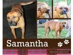 Adopt Samantha a Pit Bull Terrier