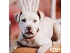 Adopt Rowdy a TanYellowFawn Pit Bull Terrier  Labrador Retriever