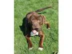Adopt Bob Cornfoot Sponsored a BrownChocolate - with White Labra
