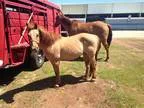 Large Dun Pony Gelding