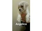 Adopt &quotAngelica&quot a Shih Tzu Dachshund