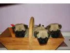 Pug puppies