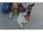 Adopt Rover a Brindle - with White Beagle  Mixed dog in Canastot