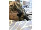 Adopt Vinyl a Tortoiseshell