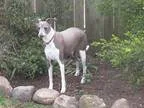 Adopt Bleu a GraySilverSalt and Pepper - with White Italian Grey