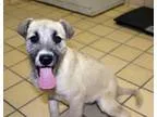 Adopt Moxi a German Shepherd Dog Terrier