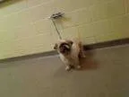 Adopt TANGO a Shih Tzu Mixed dog in Denver CO ()