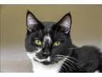 Adopt Viktor a Domestic Shorthair  Mixed cat in Kelowna BC (1521