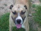 Adopt Buster Brown a Boxer Husky