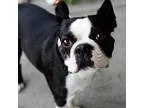 Adopt Garth a Boston Terrier  Mixed dog in St. Petersburg FL (15