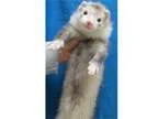 Adopt Henry a Ferret