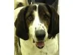 Adopt Buster a Brittany Spaniel