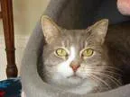 Adopt Hey Baby a Domestic Short Hair Domestic Short Hair - gray 