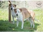 Adopt Bryan and Milo Texas - Bonded Pair a Labrador Retriever