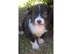 Adopt Frank a Black - with White Shepherd (Unknown Type)  Mixed 