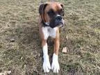 Adopt Jasper a Boxer