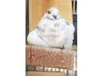 Adopt Heisenbird a Pigeon