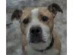 Adopt Tinker Belle a Staffordshire Bull Terrier