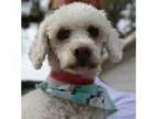 Adopt Daisy a White Poodle (Miniature) Mixed dog in Studio City