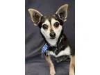 Adopt Brianna a Tricolor (TanBrown and Black and White) Dachshun