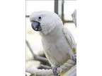 Adopt Corona a Cockatoo bird in Denver CO (14695938)