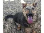 Adopt Zora a German Shepherd Dog