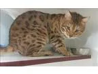 Adopt Officer Van a Bengal  Mixed cat in Oceanside CA (15398438)