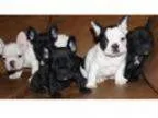 French bulldog