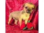 Get Pet Store Services Mobile App